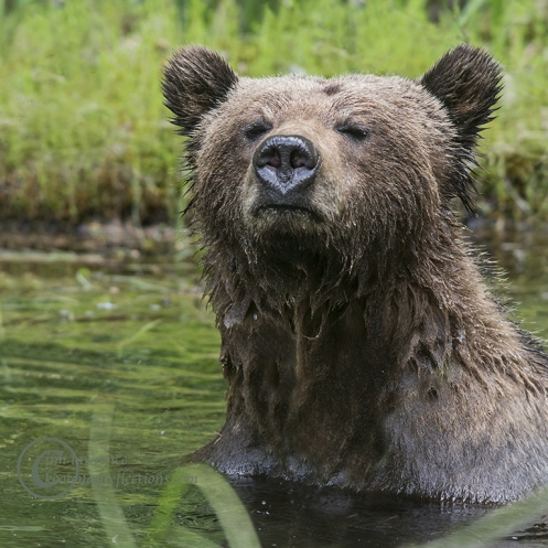 Grizzly Bear in her morning bath